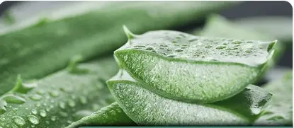 Aloe Vera and Glycerin